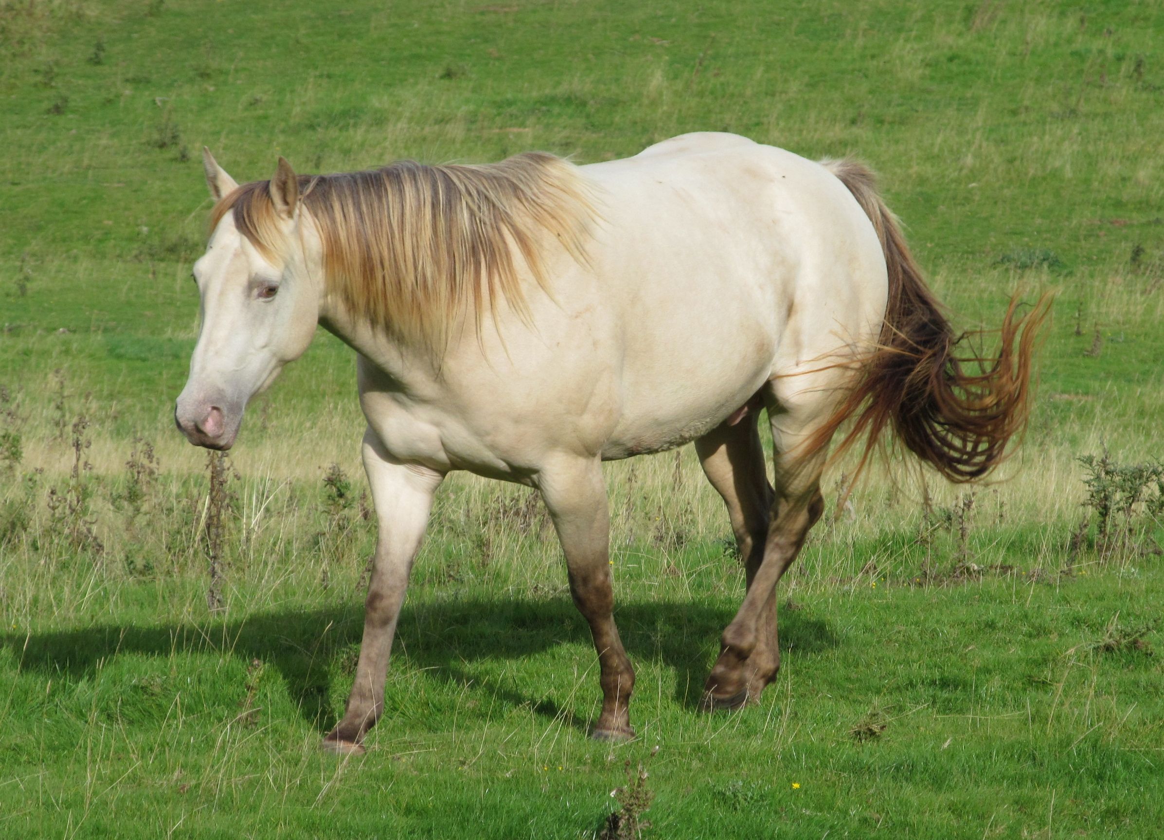 Quarter Horse filly, Kernow Savannah Sky